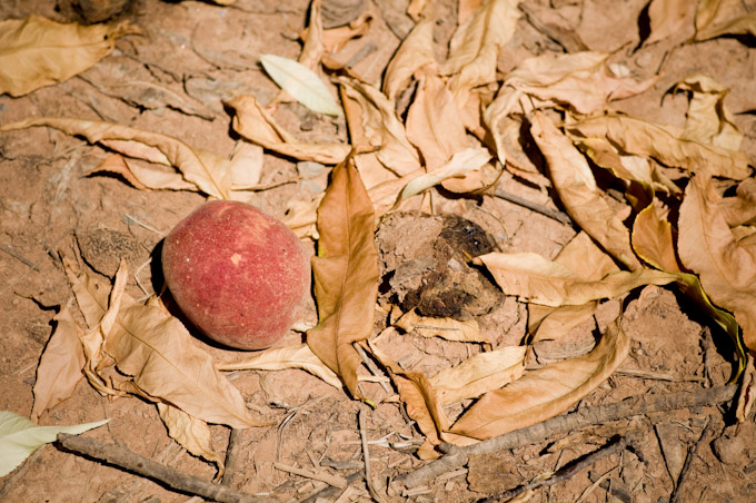 Rotten peach