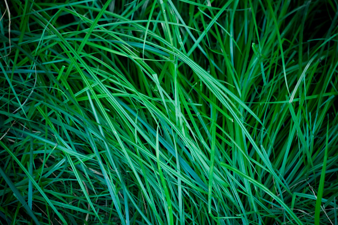 Long grass