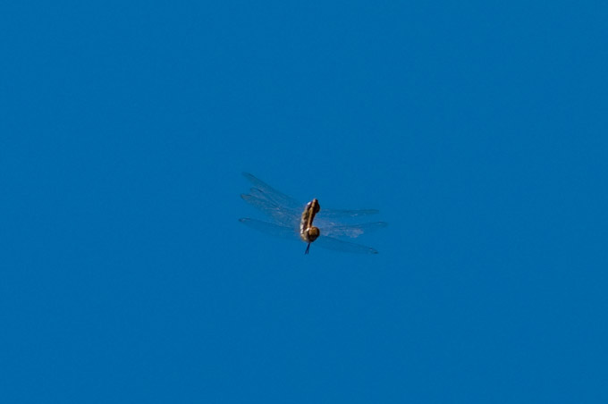 Dragonflies mating