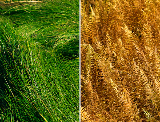 Fall Colors at Big Meadows, Shenandoah National Park