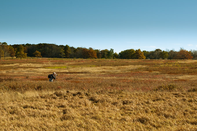 Fall Colors at Big Meadows, Shenandoah National Park