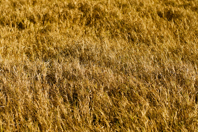 Fall Colors at Big Meadows, Shenandoah National Park